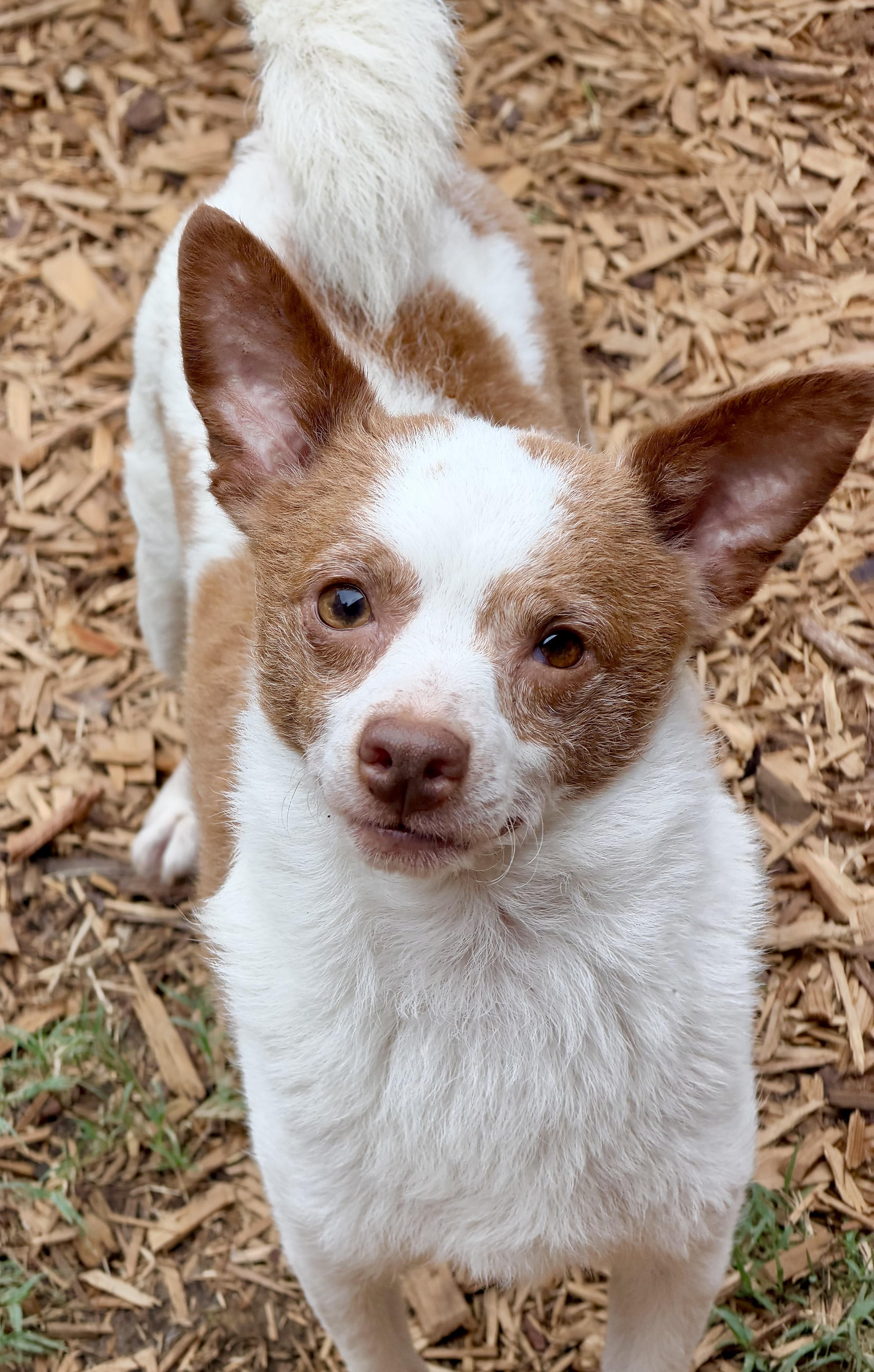 Enlarge Bruce, a Adoptable mixed breed in Mt Pleasant, SC image 4/6