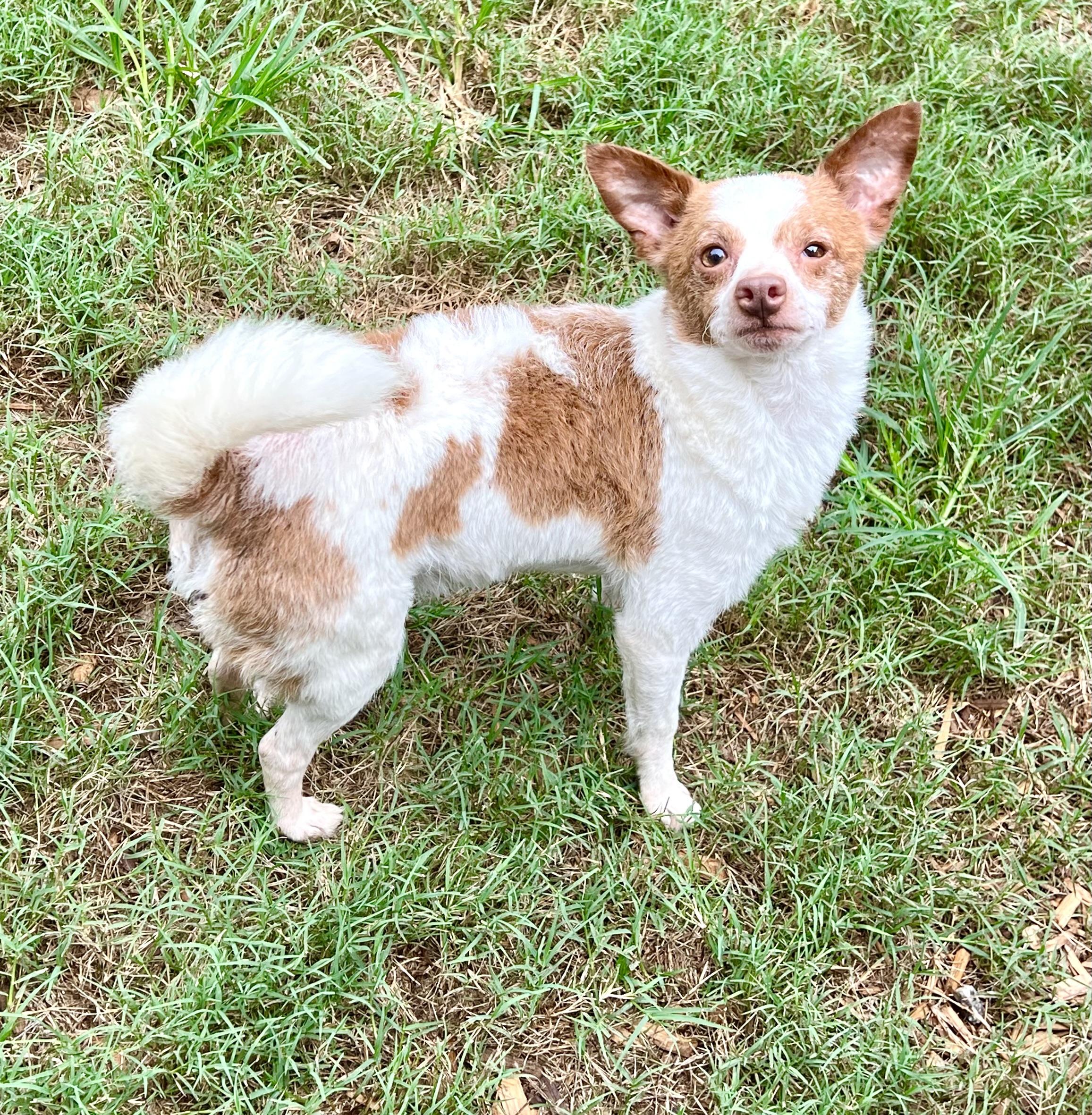 Enlarge Bruce, a Adoptable mixed breed in Mt Pleasant, SC image 5/6