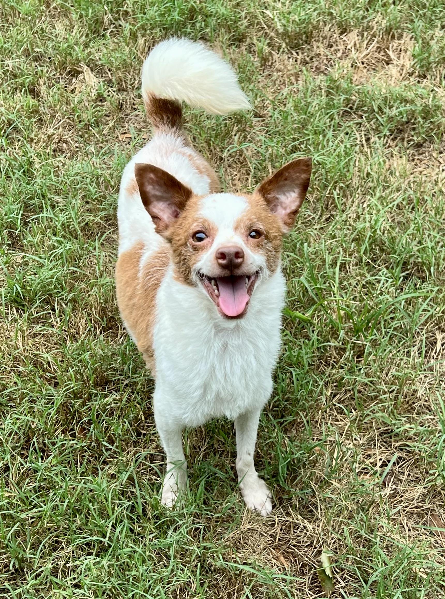 Enlarge Bruce, a Adoptable mixed breed in Mt Pleasant, SC image 4/6