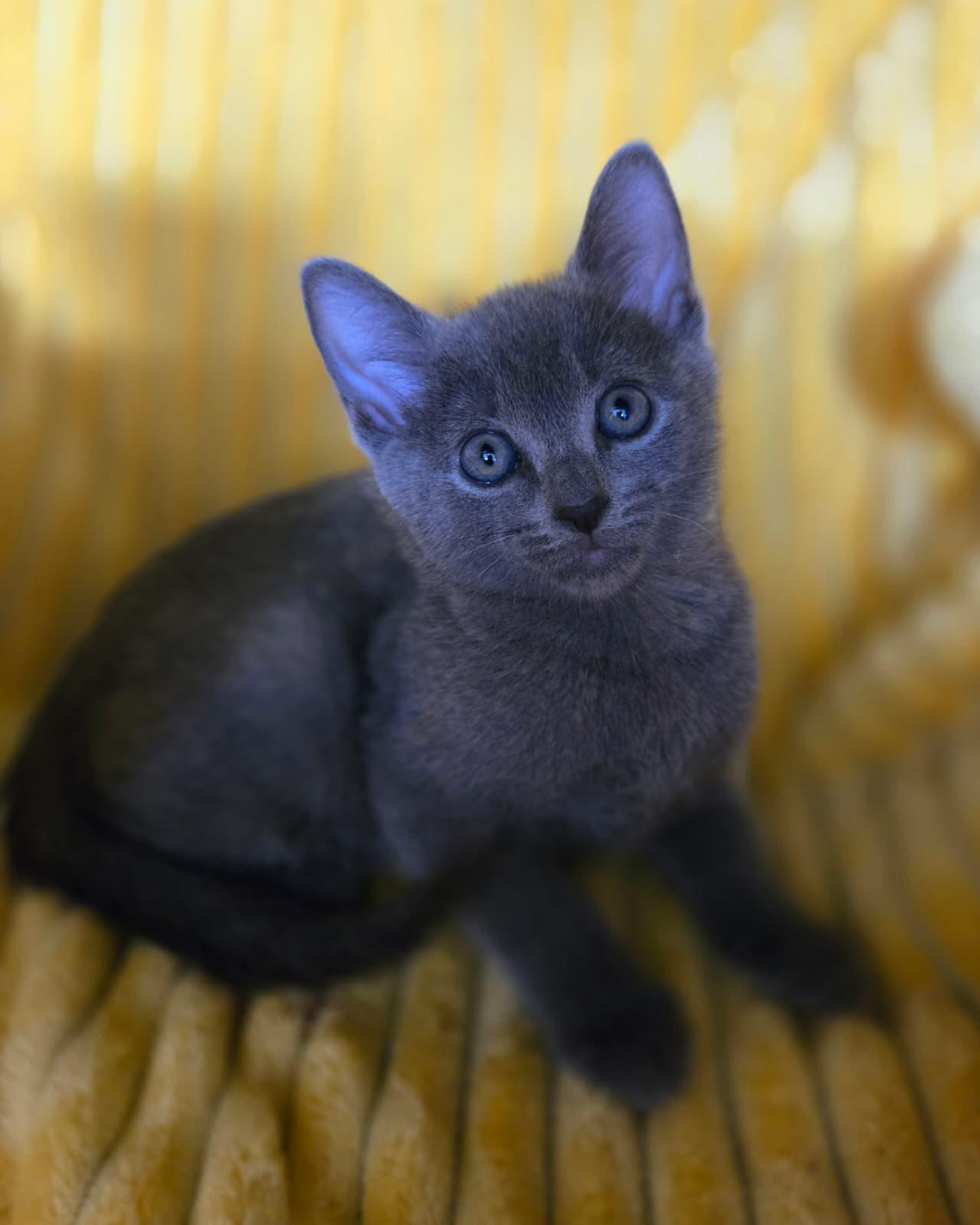 Enlarge Sweet Emma, a ADOPTABLE Russian Blue in Boca Raton, FL image 3/6