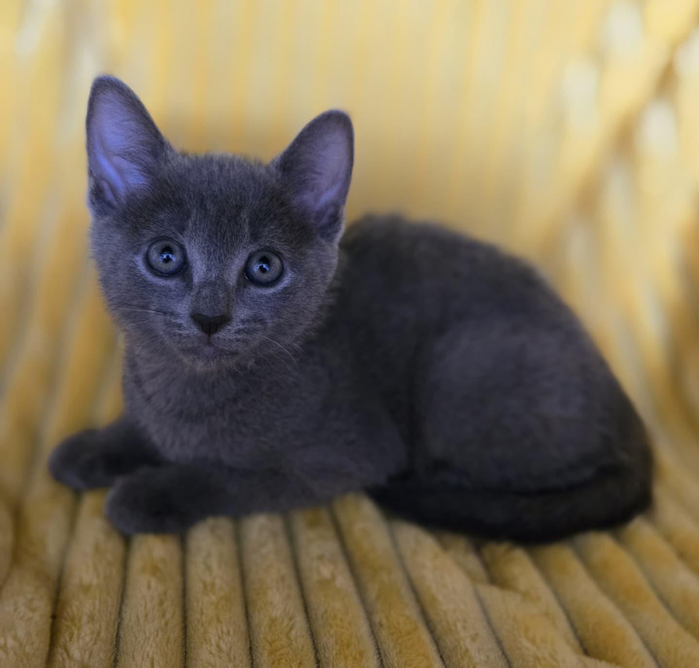 Enlarge Sweet Emma, a ADOPTABLE Russian Blue in Boca Raton, FL image 2/6