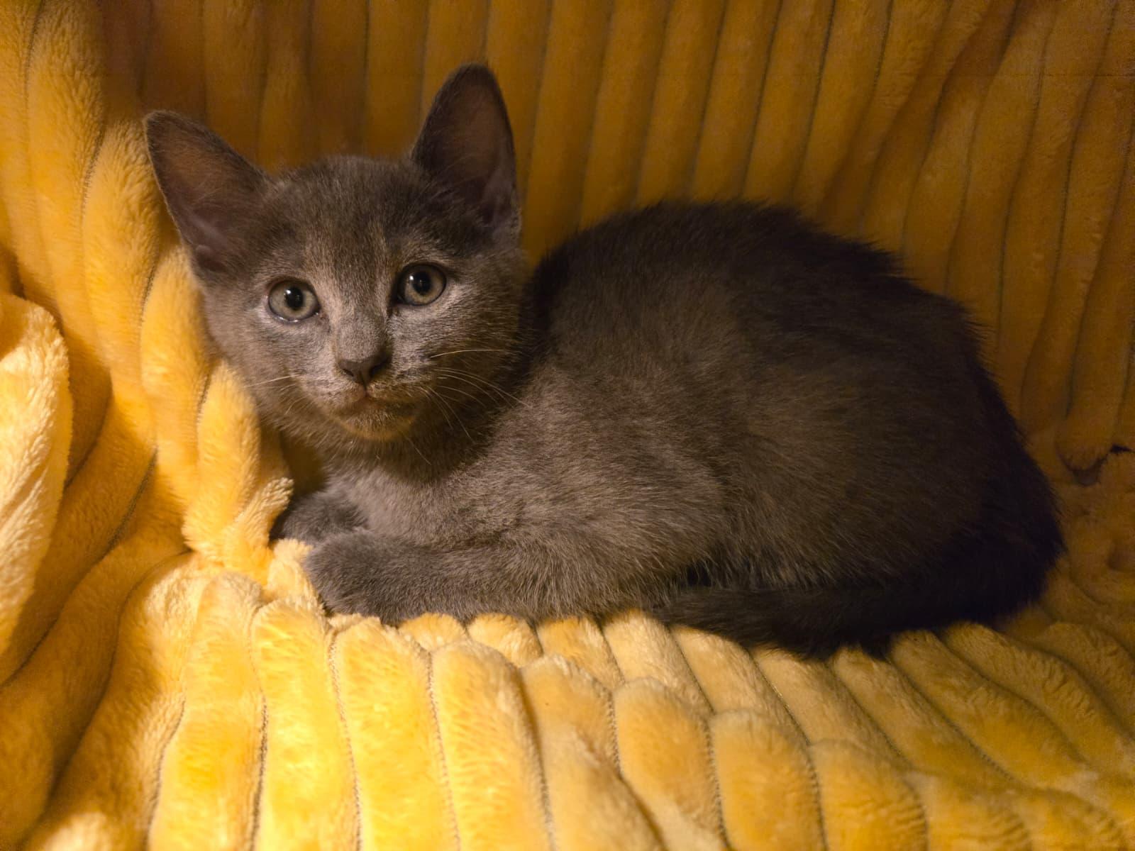Enlarge Sweet Emma, a ADOPTABLE Russian Blue in Boca Raton, FL image 6/6