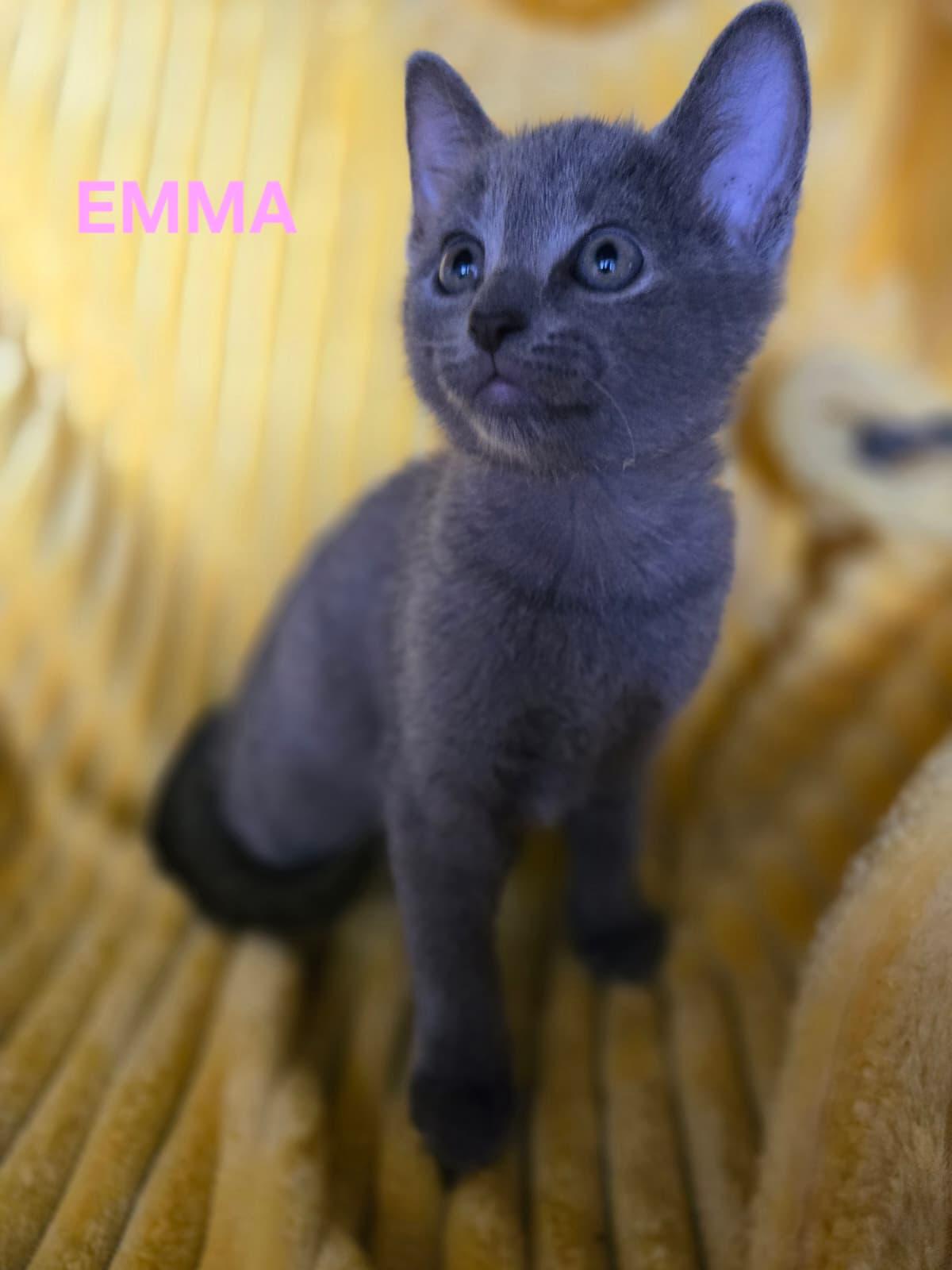 Enlarge Sweet Emma, a ADOPTABLE Russian Blue in Boca Raton, FL image 5/6