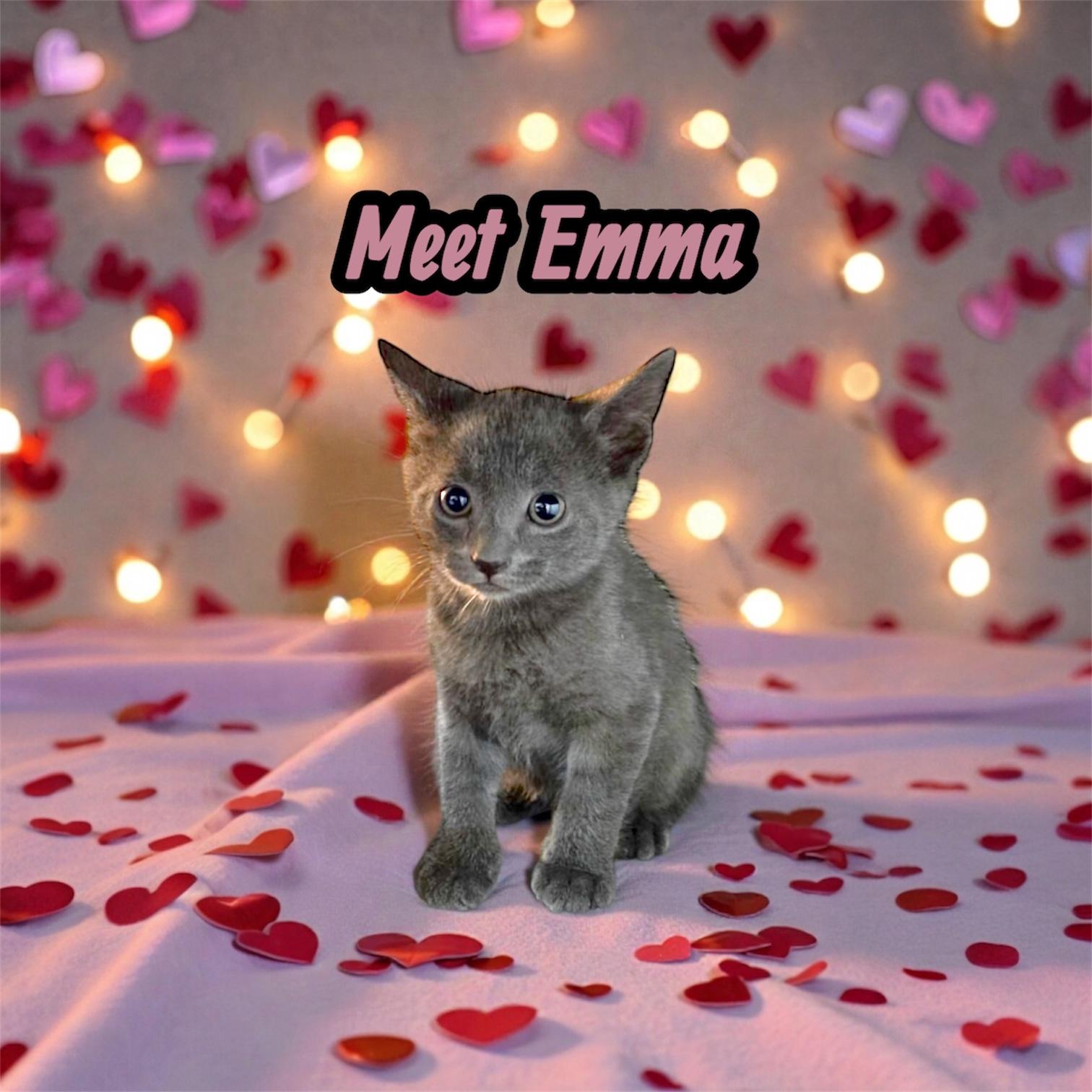 Sweet Emma, ADOPTABLE, Kitten Female Russian Blue.