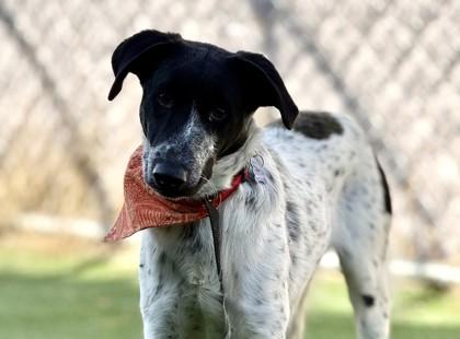 Enlarge Chip, an adoptable Australian Cattle Dog / Blue Heeler in Hamilton, MT image 3/3