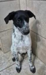 Chip, a ADOPTABLE Australian Cattle Dog / Blue Heeler in Hamilton, MT image 2/3