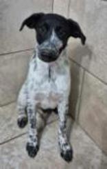 Chip, a ADOPTABLE Australian Cattle Dog / Blue Heeler in Hamilton, MT image 3/3