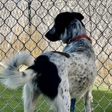 Enlarge Chip, an adoptable Australian Cattle Dog / Blue Heeler in Hamilton, MT image 2/3
