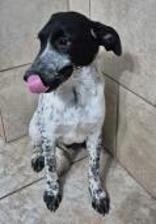 Chip, a ADOPTABLE Australian Cattle Dog / Blue Heeler in Hamilton, MT image 1/3