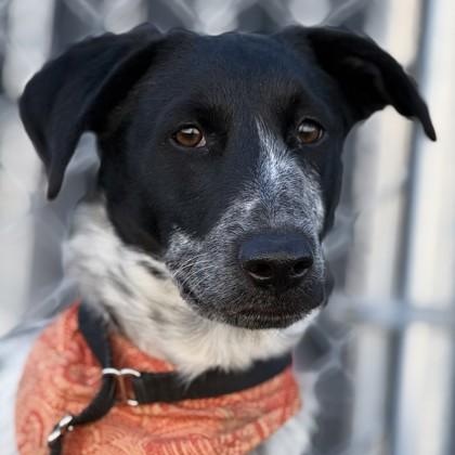 Enlarge Chip, an adoptable Australian Cattle Dog / Blue Heeler in Hamilton, MT image 1/3