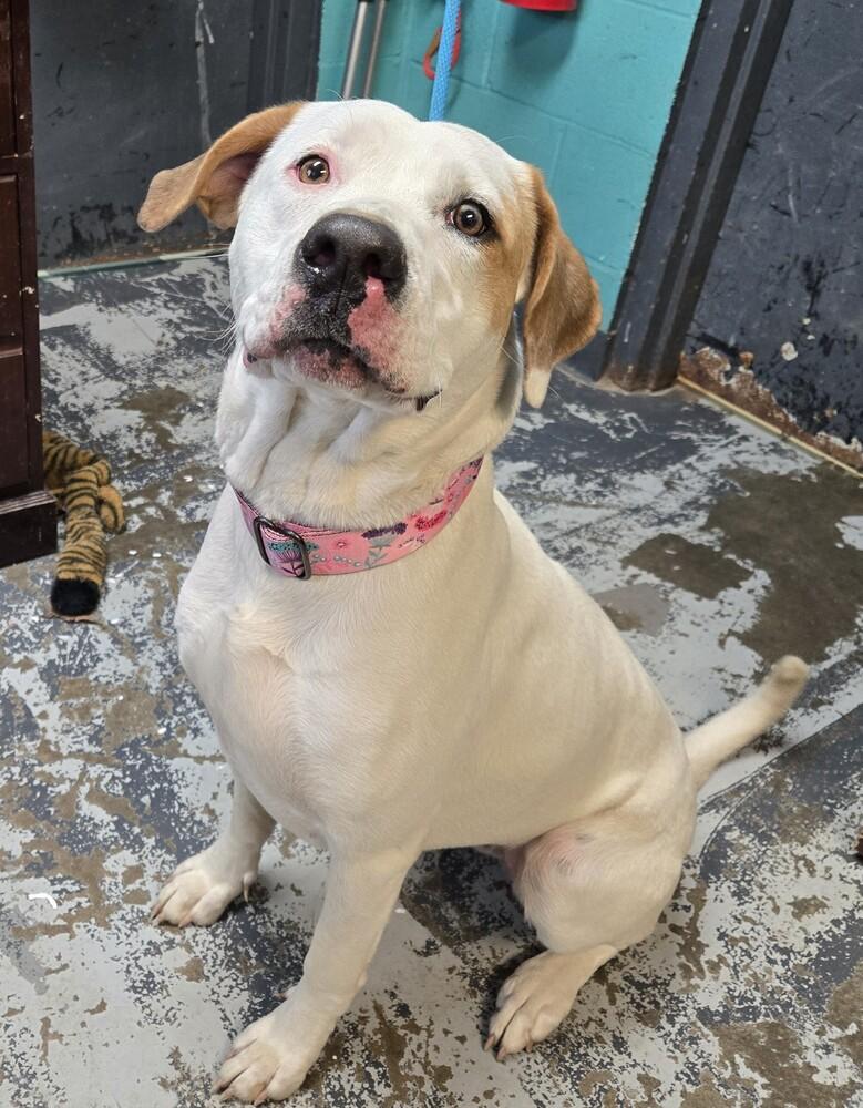 Jolene #55, Adoptable, Adult Female Hound & Pit Bull Terrier.