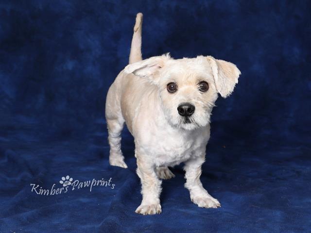 Enlarge FANCY GUY, a Adoptable mixed breed in Omaha, NE image 1/1