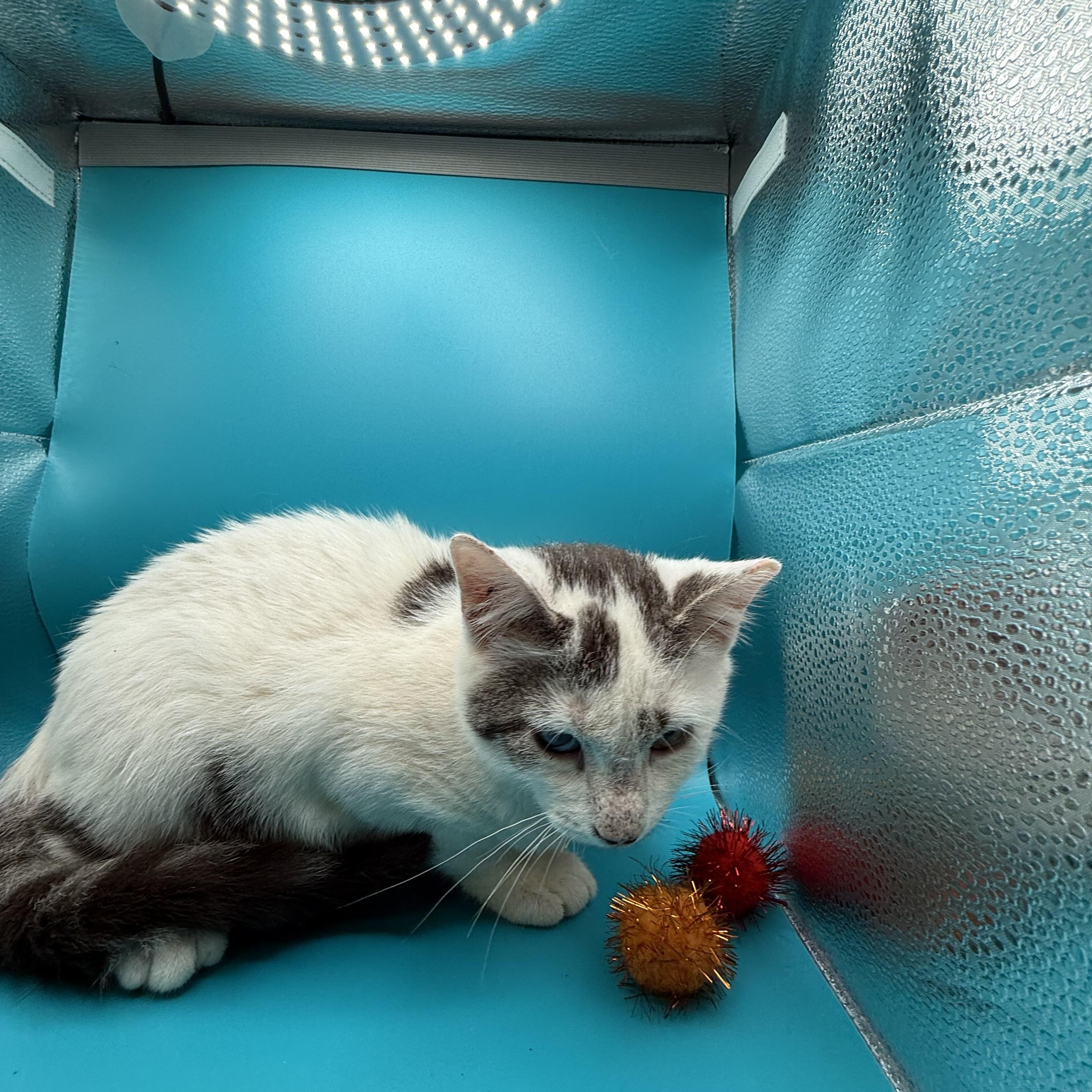 Enlarge Maddox, a ADOPTABLE Domestic Short Hair in Galloway, NJ image 4/4