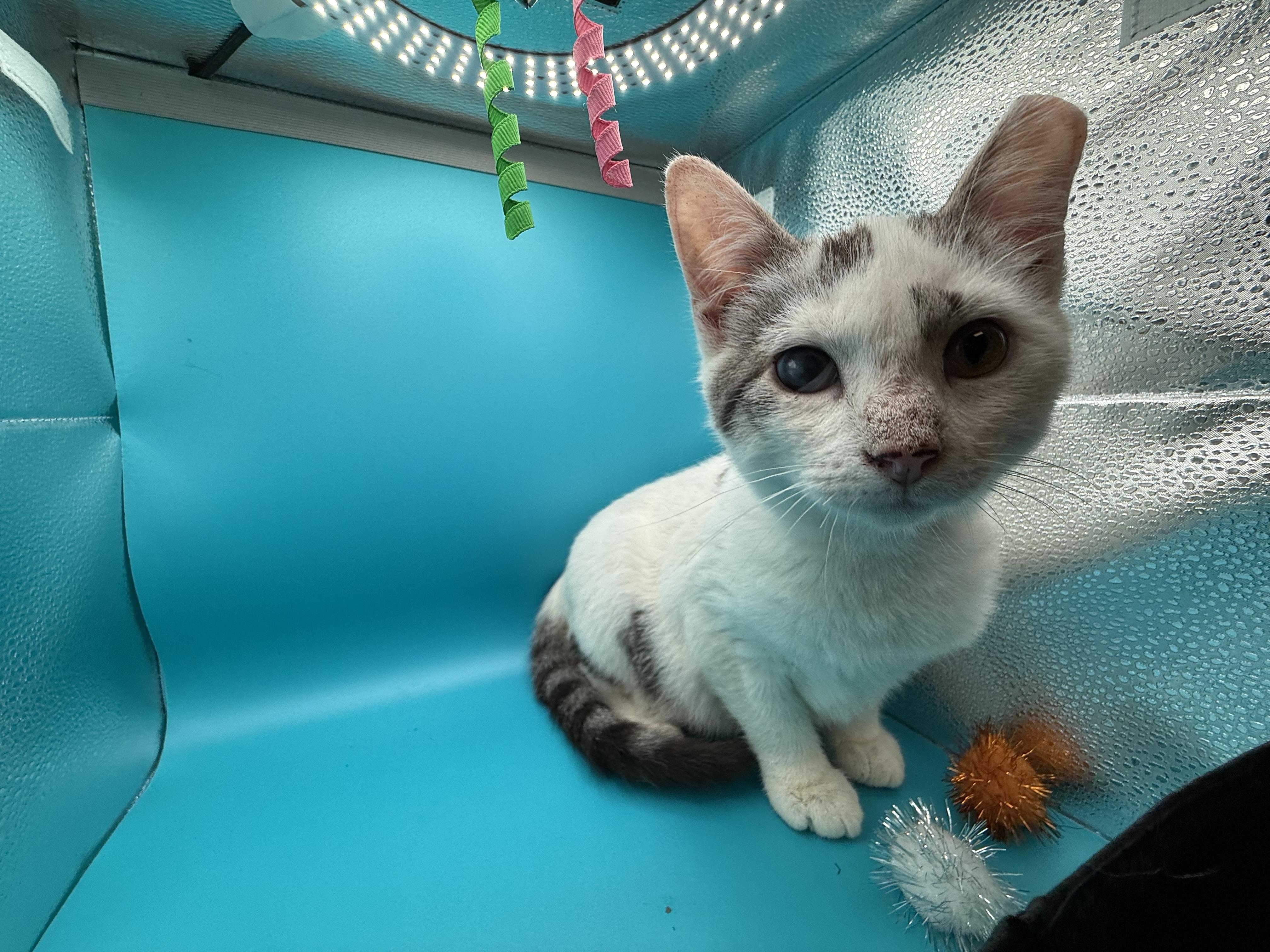 Enlarge Maddox, a ADOPTABLE Domestic Short Hair in Galloway, NJ image 3/4