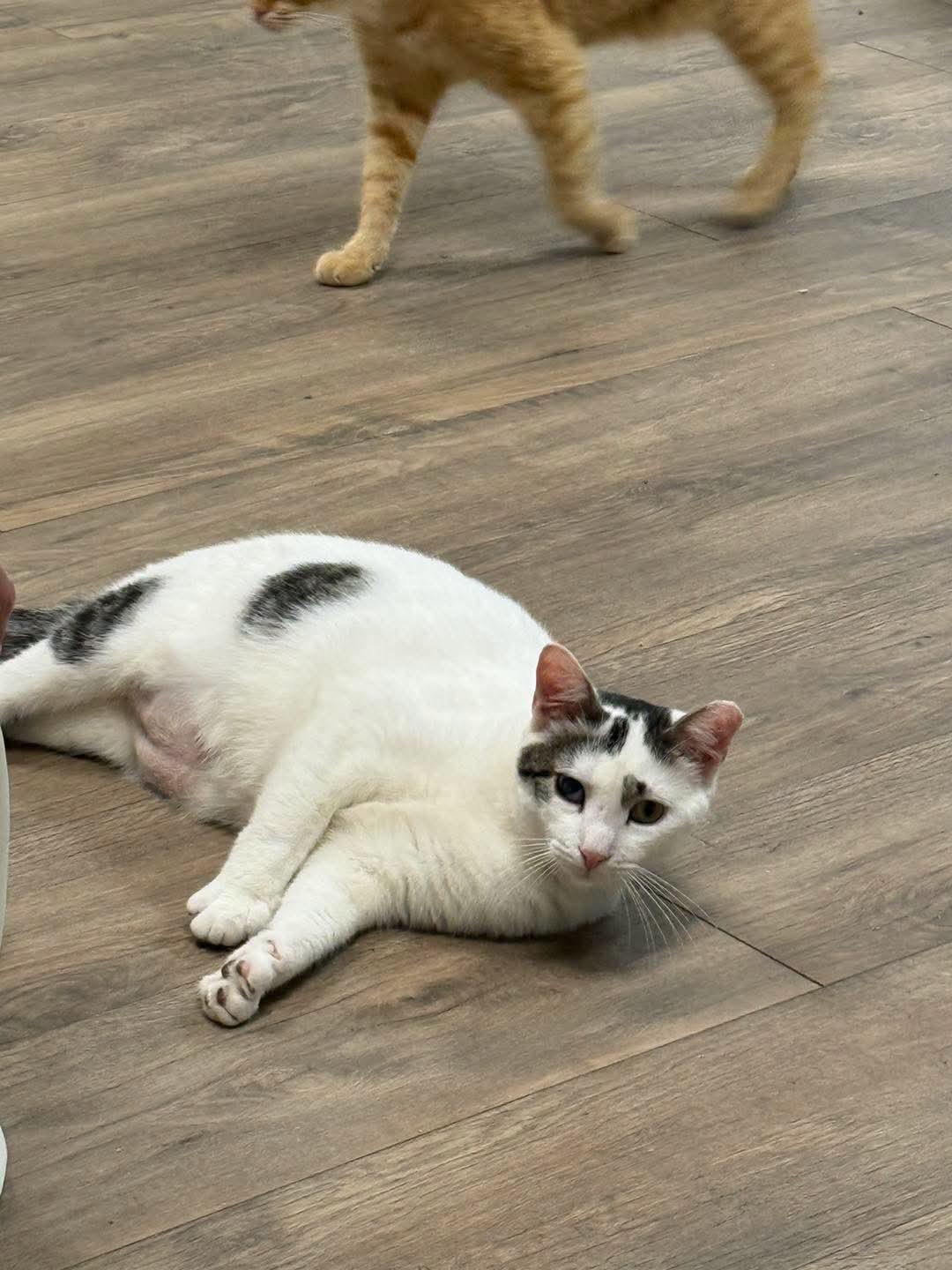 Enlarge Maddox, a Adoptable Domestic Short Hair in Galloway, NJ image 1/6