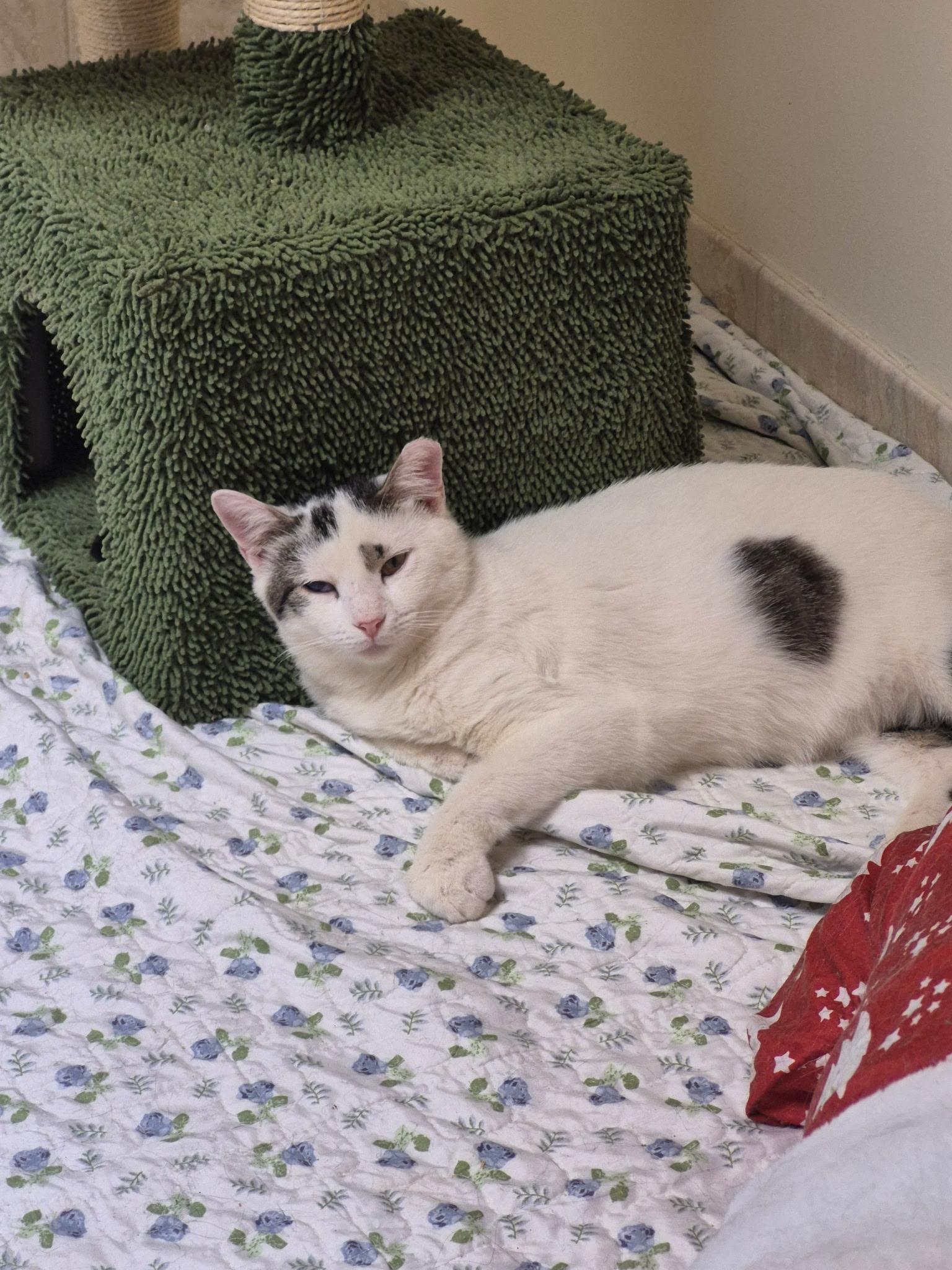 Maddox, ADOPTABLE, Young Male Domestic Short Hair.