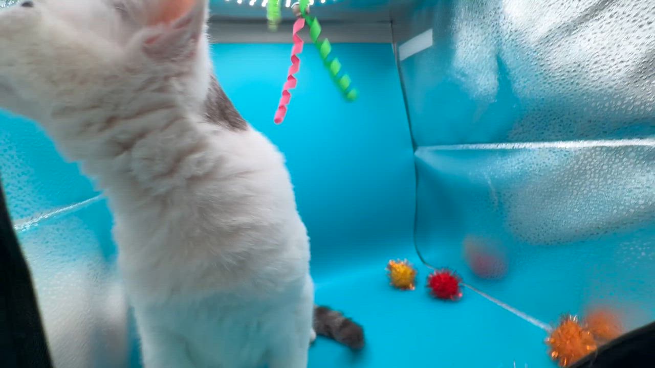 Enlarge Maddox, a ADOPTABLE Domestic Short Hair in Galloway, NJ video 2/4