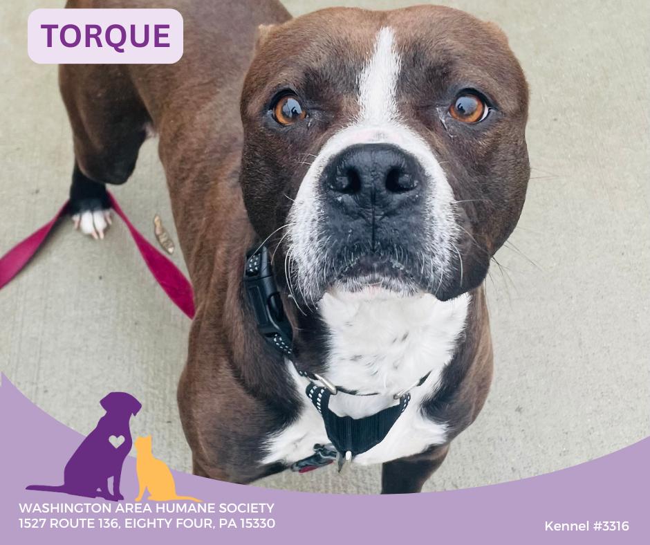 Torque, ADOPTABLE, Adult Male Pit Bull Terrier.