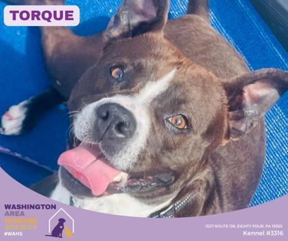 Torque, ADOPTABLE, Adult Male Pit Bull Terrier.