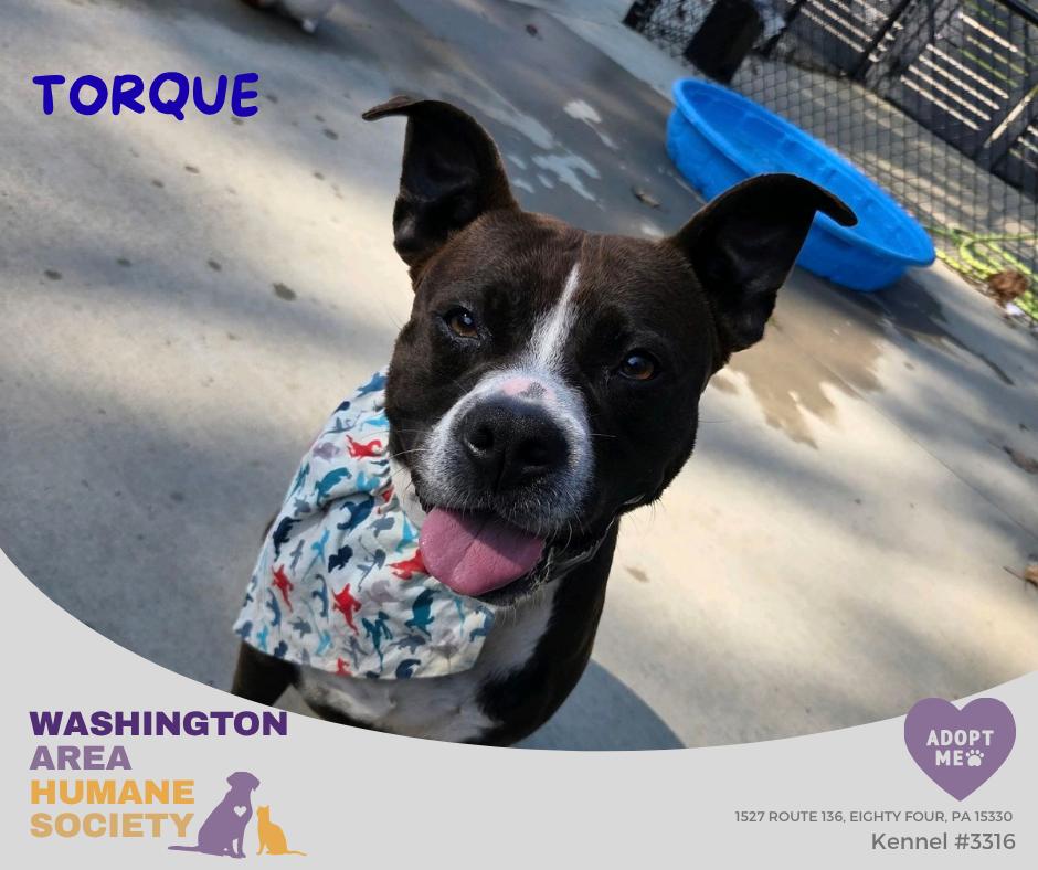 Torque, Adoptable, Adult Male Pit Bull Terrier.