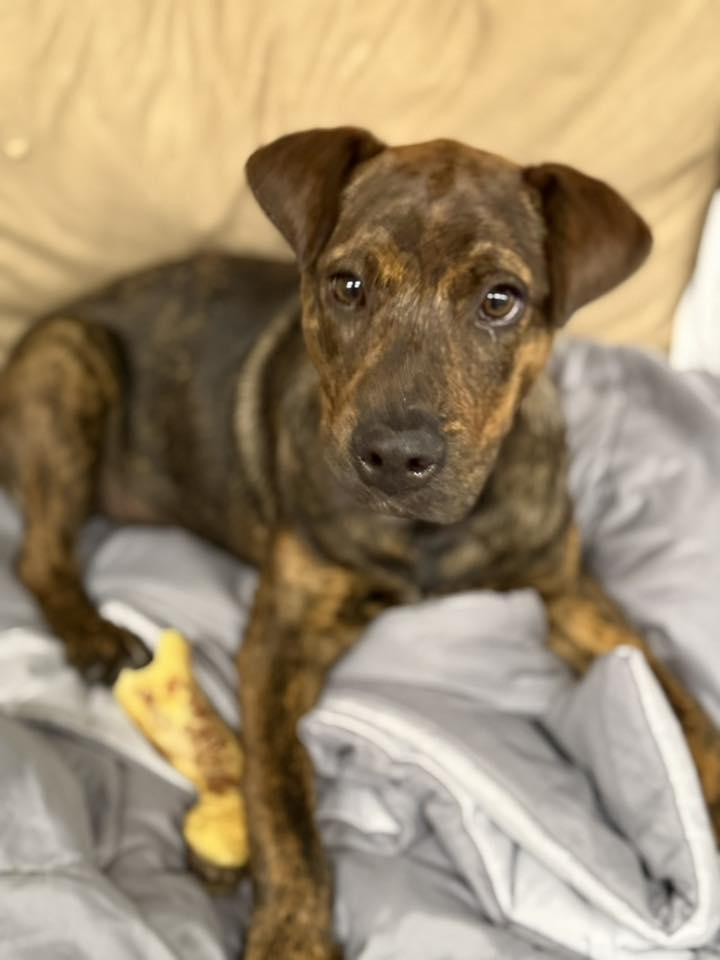 Timmie Ann, an adoptable Mixed Breed in Grand Island, NE, 68801 | Photo Image 1
