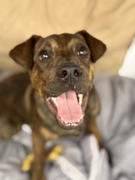 Timmie Ann, an adoptable Mixed Breed in Grand Island, NE, 68801 | Photo Image 2