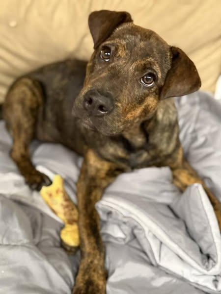Timmie Ann, an adoptable Mixed Breed in Grand Island, NE, 68801 | Photo Image 4