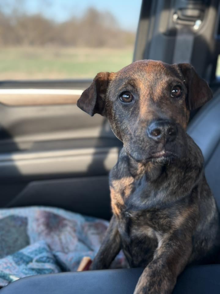 Timmie Ann, an adoptable Mixed Breed in Grand Island, NE, 68801 | Photo Image 3