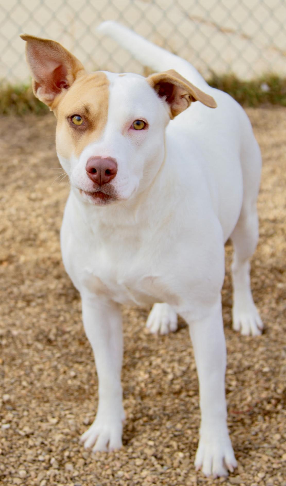 Enlarge Jess, an adoptable mixed breed in Rapid City, SD image 6/6