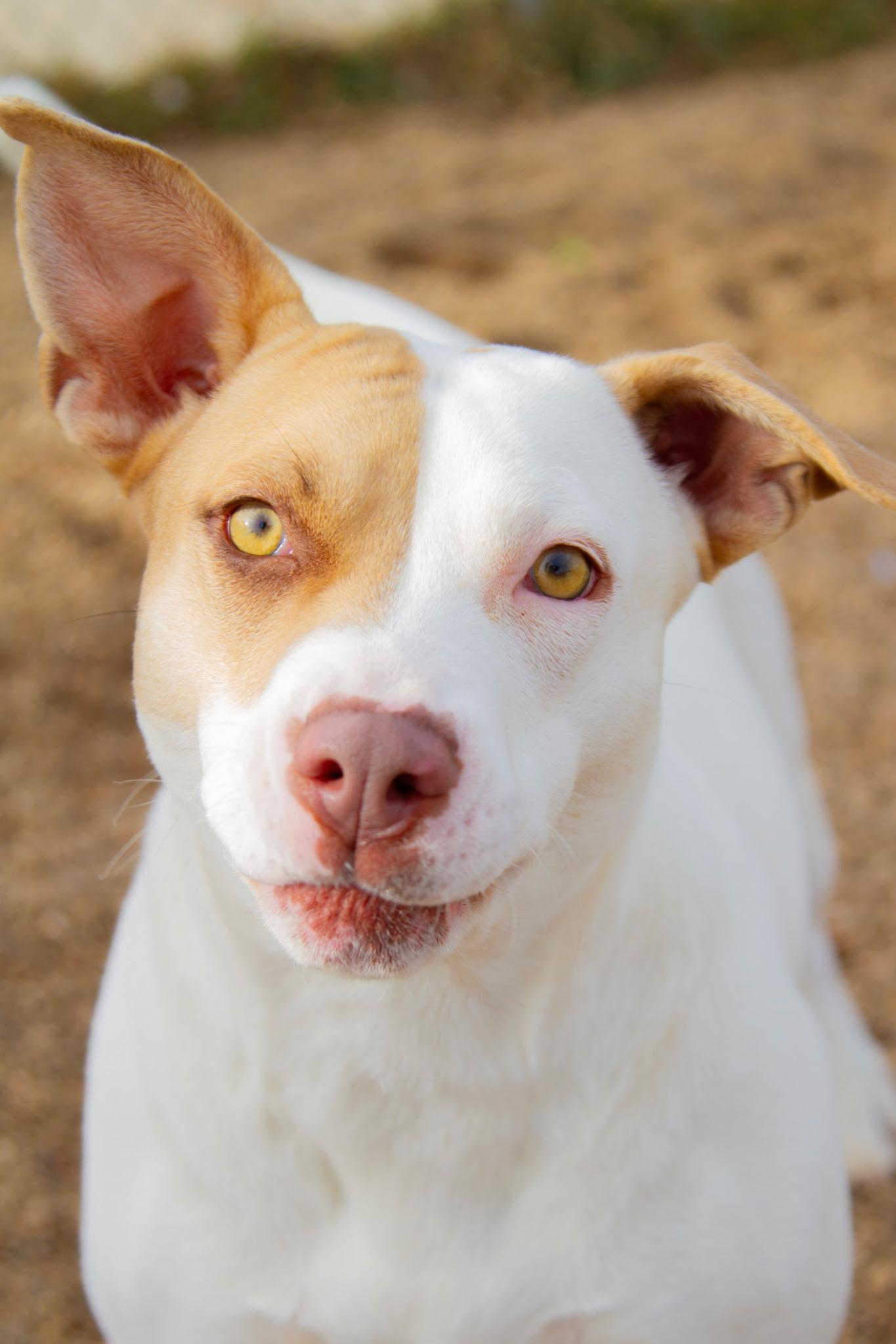 Jess, adoptable, Young Female Terrier.