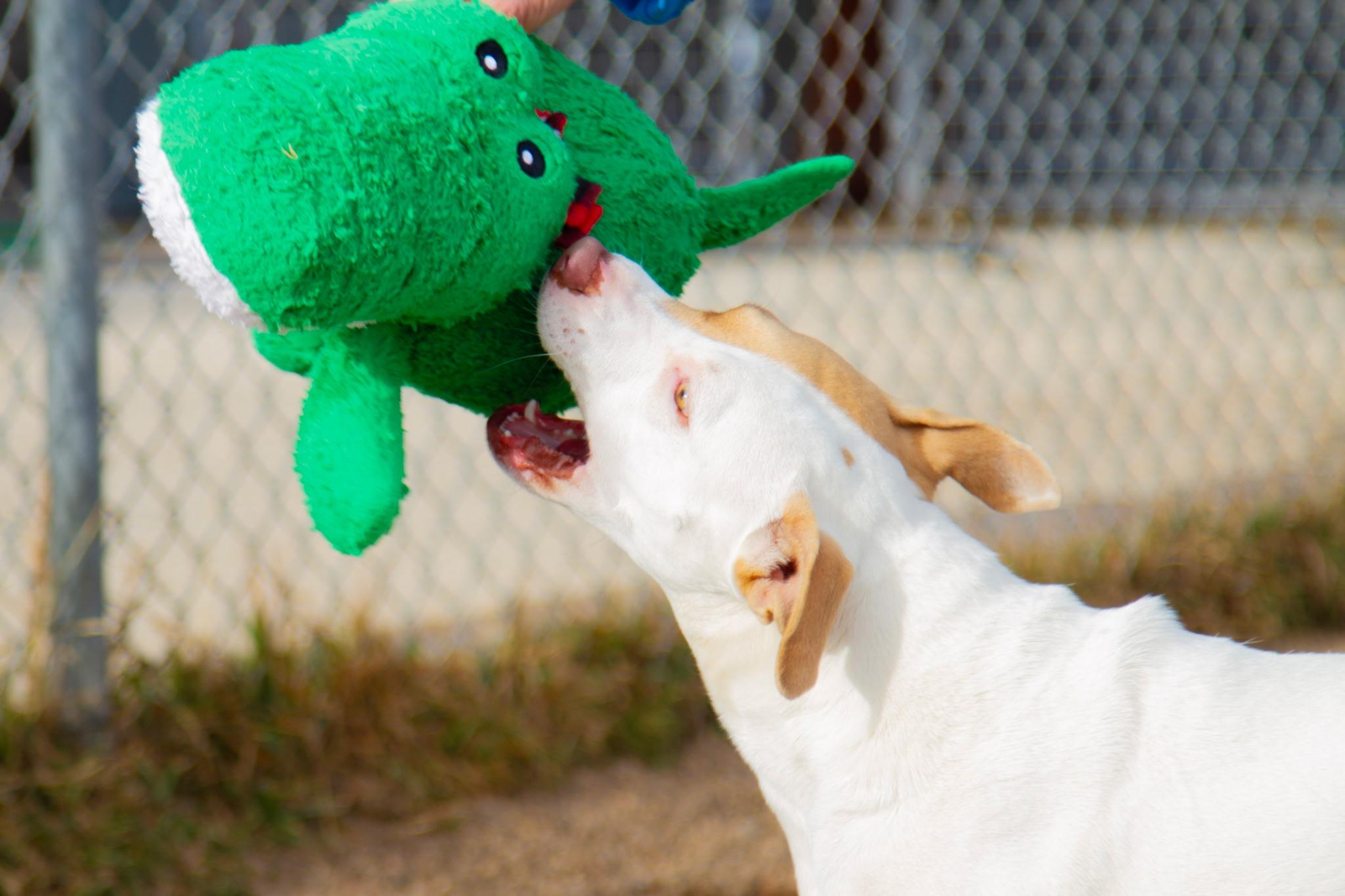 Enlarge Jess, an adoptable mixed breed in Rapid City, SD image 5/6