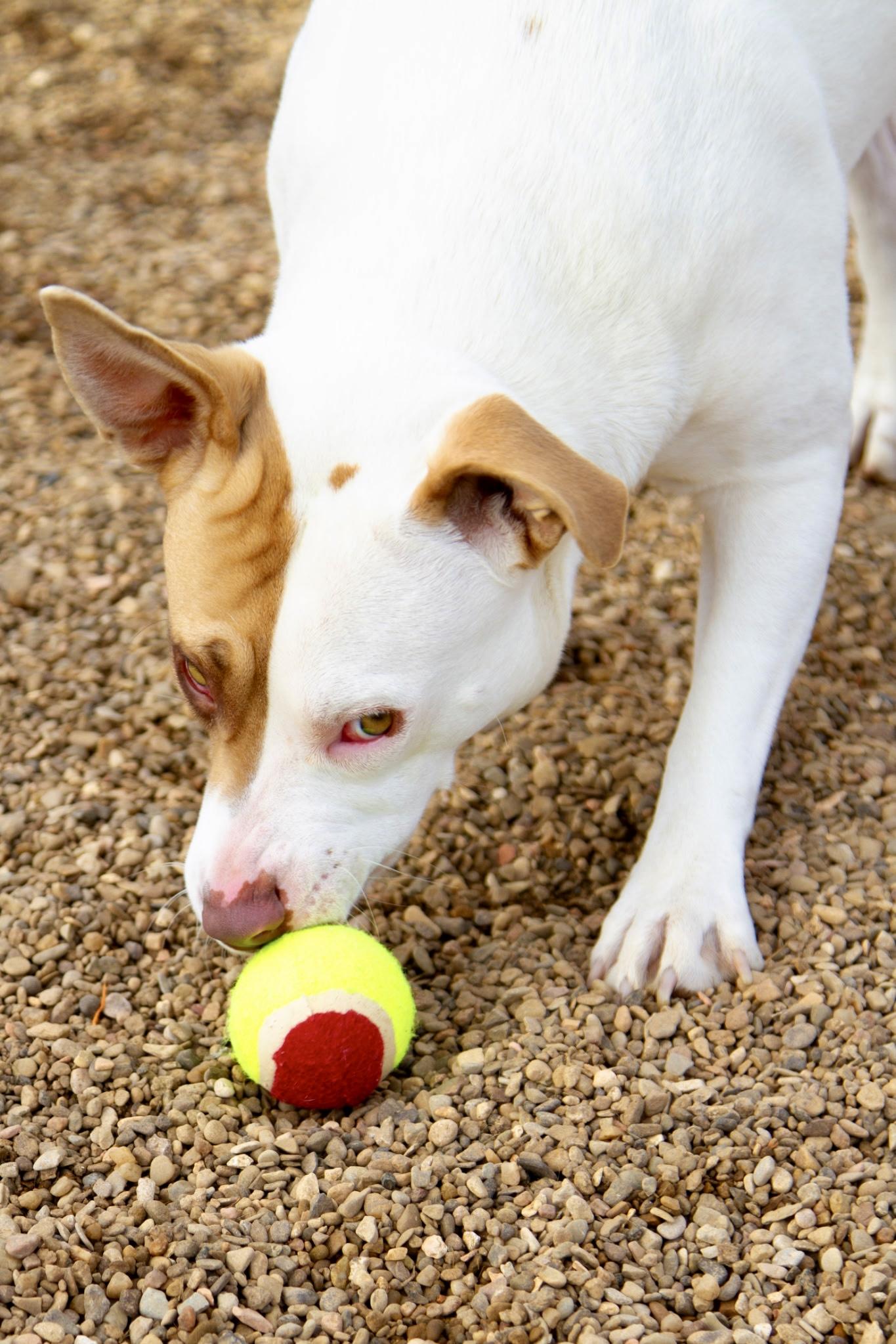 Enlarge Jess, an adoptable mixed breed in Rapid City, SD image 4/6