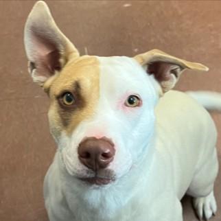 Jess, a ADOPTABLE mixed breed in Rapid City, SD image 1/3