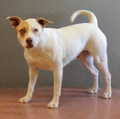 Jess, a ADOPTABLE mixed breed in Rapid City, SD image 2/3