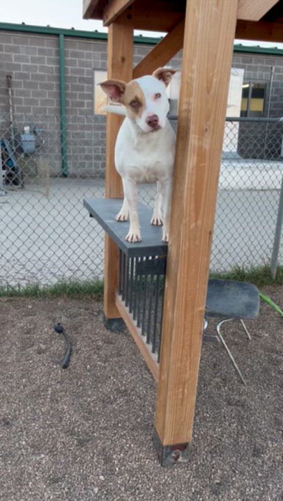 Enlarge Jess, a ADOPTABLE mixed breed in Rapid City, SD video 3/3