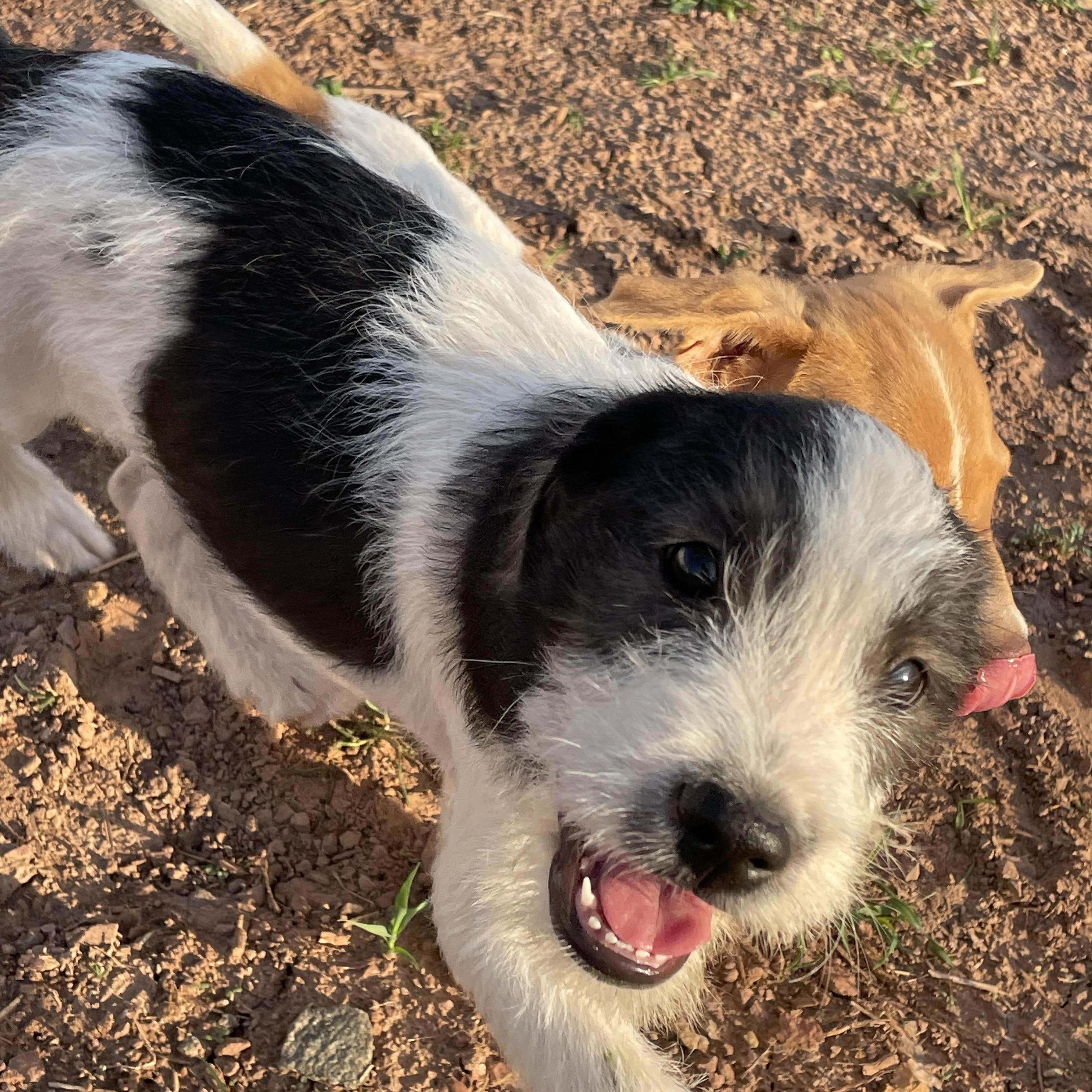 Enlarge Simon, an adopted mixed breed in Ewing, NJ image 4/5