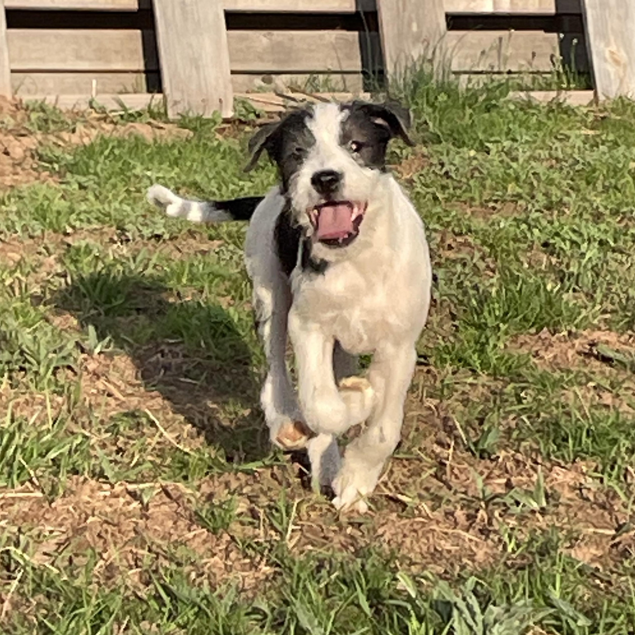 Enlarge Simon, an adopted mixed breed in Ewing, NJ image 5/5