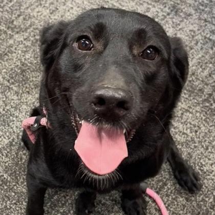 Noir *Coming Soon*, Adoptable, Adult Female Labrador Retriever & Mixed Breed.