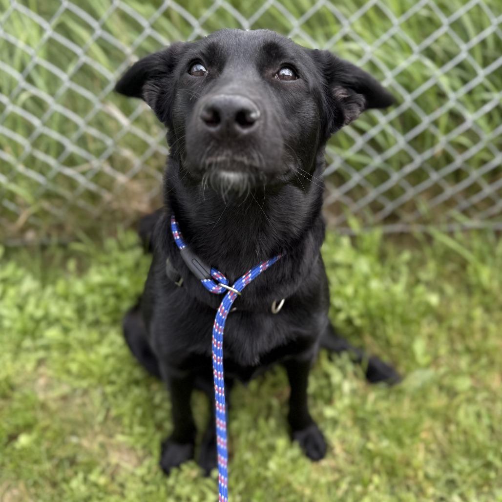 Enlarge Noir *Coming Soon*, a Adoptable mixed breed in Dover, NH image 2/6