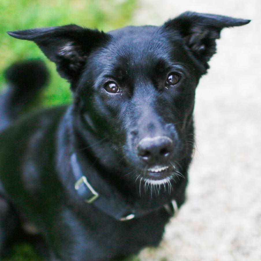 Enlarge Noir *Coming Soon*, a Adoptable mixed breed in Dover, NH image 3/6