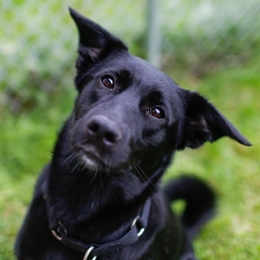 Enlarge Noir *Coming Soon*, a Adoptable mixed breed in Dover, NH image 4/6