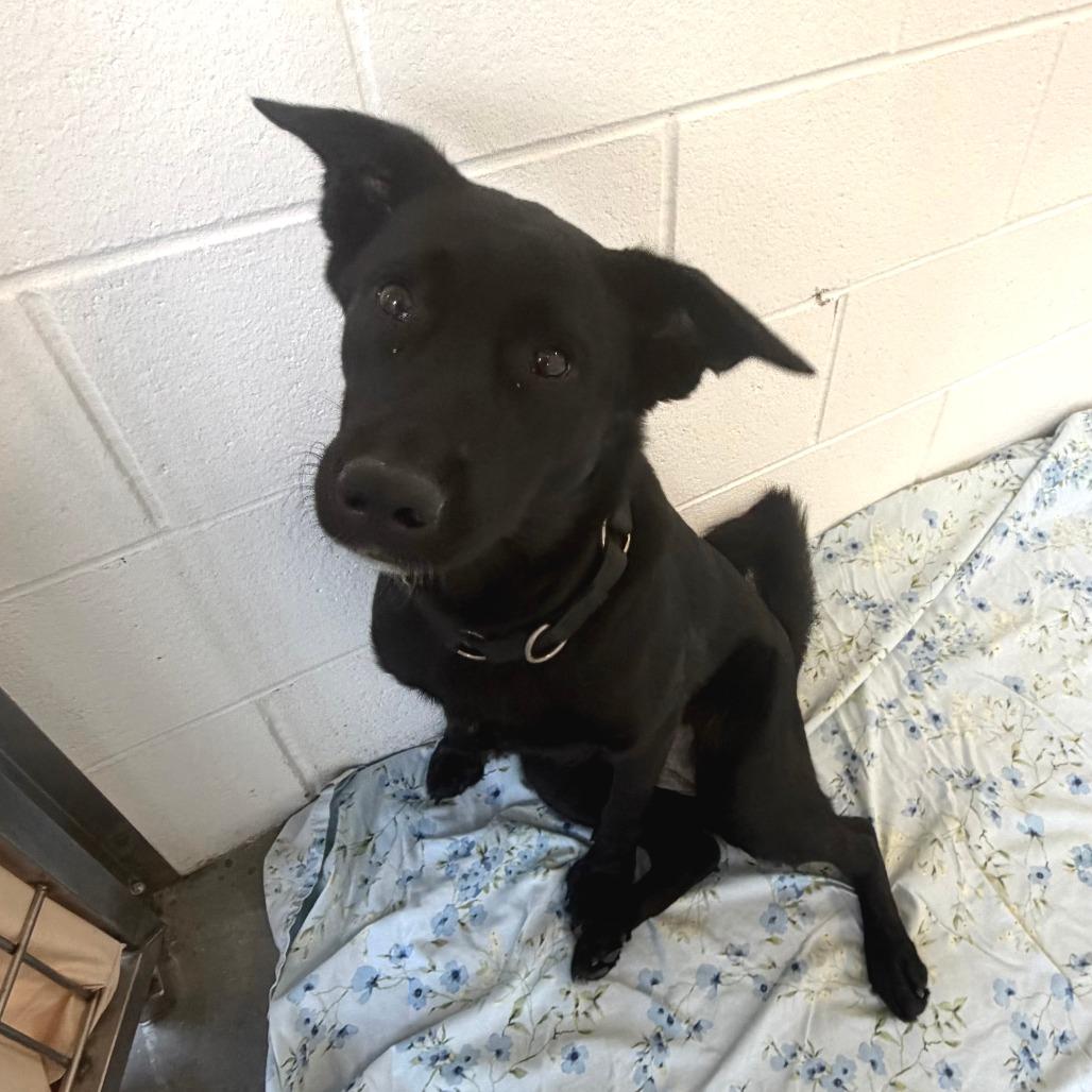 Enlarge Noir *Coming Soon*, a Adoptable mixed breed in Dover, NH image 5/6