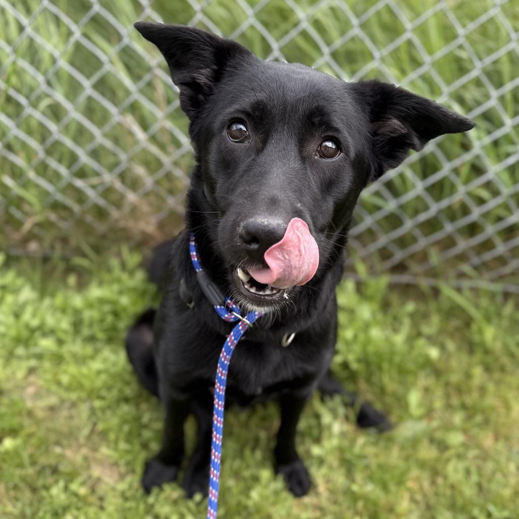 Enlarge Noir *Coming Soon*, a Adoptable mixed breed in Dover, NH image 6/6