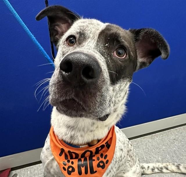 MCFLURRY, Adoptable, Young Male Catahoula Leopard Dog.