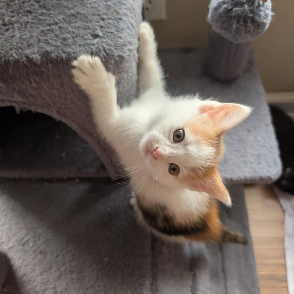 Enlarge Sunday, a Adoptable Domestic Short Hair in Lexington, KY image 2/4