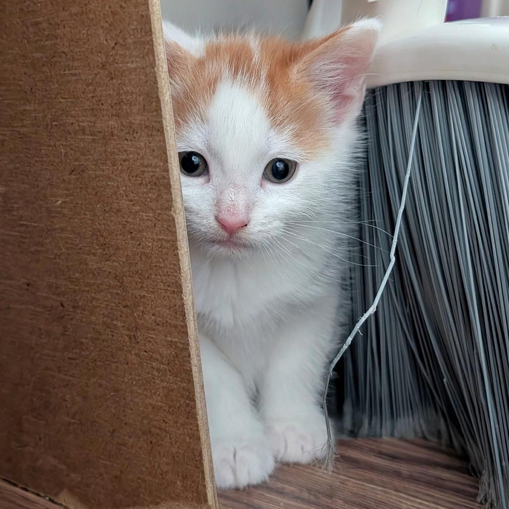 Enlarge Sunday, a Adoptable Domestic Short Hair in Lexington, KY image 3/4