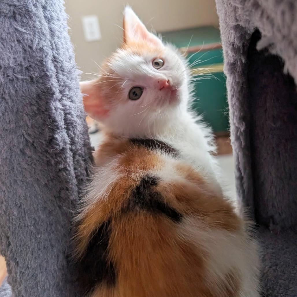 Enlarge Sunday, a Adoptable Domestic Short Hair in Lexington, KY image 4/4