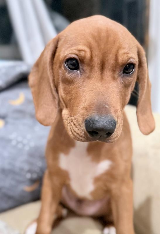 Enlarge Maddox, a Adoptable mixed breed in Wake Forest, NC image 1/3