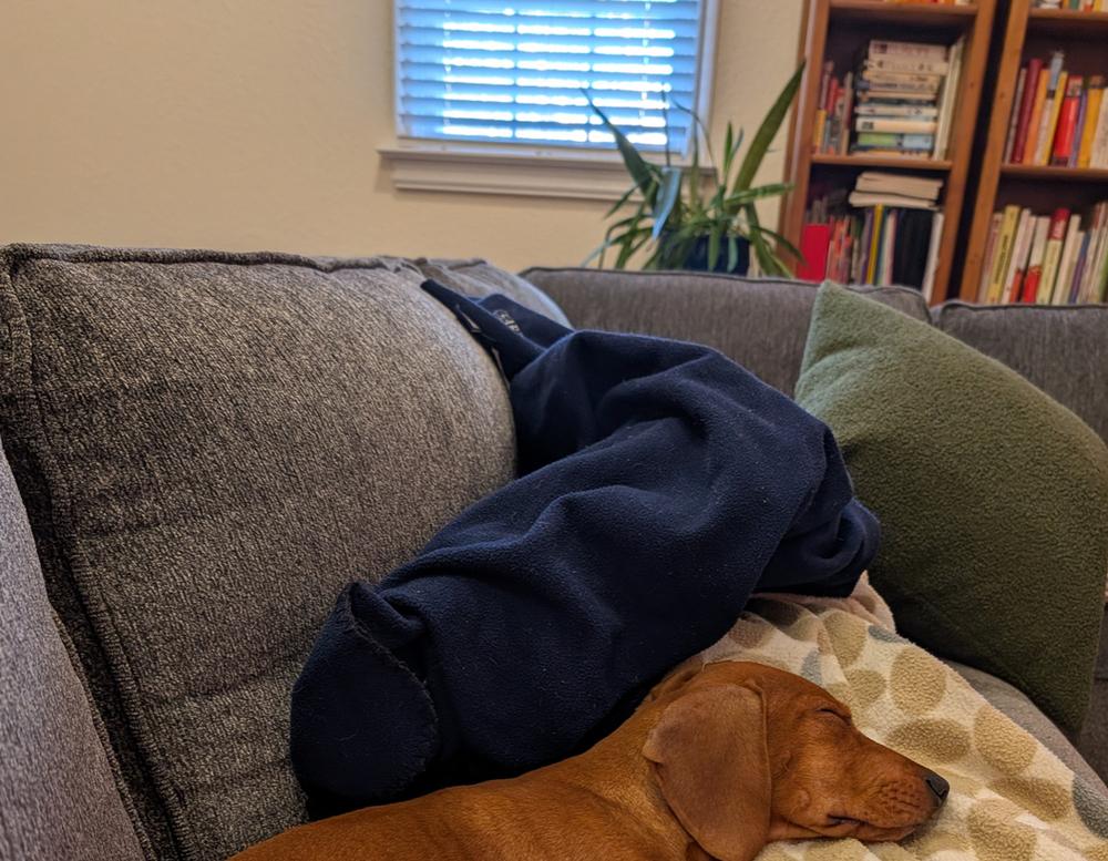 Enlarge Maddox, a Adoptable mixed breed in Wake Forest, NC image 2/3