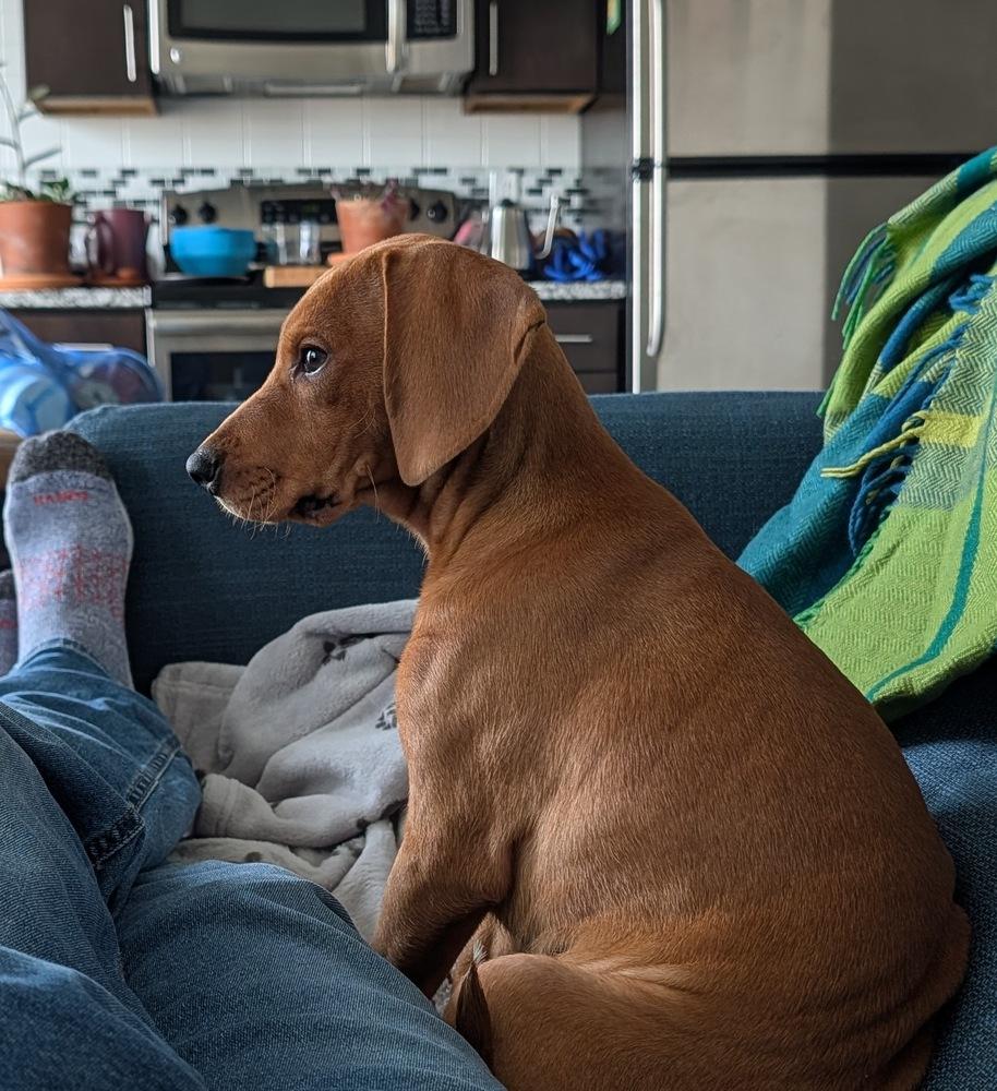 Enlarge Maddox, a Adoptable mixed breed in Wake Forest, NC image 3/3